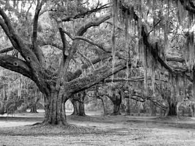 Bluff Plantation - Beaufort County, South Carolina