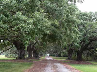 Bluff Plantation Second Avenue of Oaks - Beaufort County, South Carolina