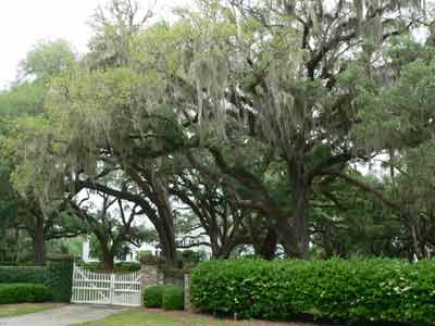 Bonny Hall Plantation Entrance - Beaufort County, South Carolina