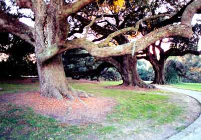 Avenue of Oaks at Mulberry Plantation - Berkeley County, South Carolina