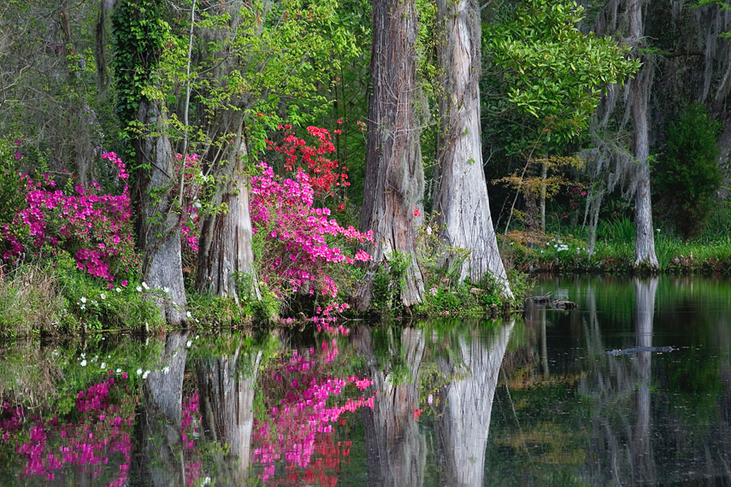 magnolia plantation and gardens