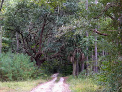 White Hall Plantation Avenue of Oaks 2014 - Jasper County, South Carolina