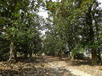 Redcliffe Plantation 1860 Magnolia Avenue 2014 - Aiken County, South Carolina