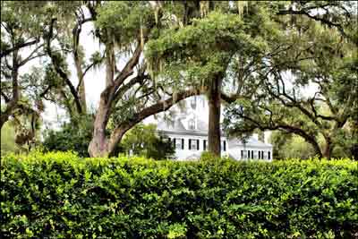 Bonny Hall Plantation Hedge - Beaufort County, South Carolina