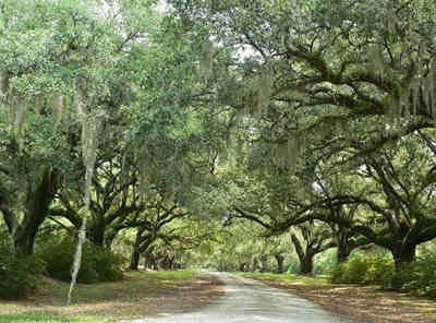 Brewton Plantation Avenue of Oaks 2011 - Beaufort County, South Carolina
