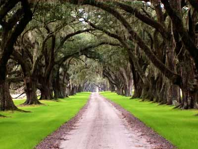 Tomotley Plantation Avenue of Oaks - Beaufort County, South Carolina