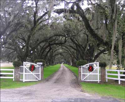 Tomotley Plantation Avenue of Oaks 2005 - Beaufort County, South Carolina