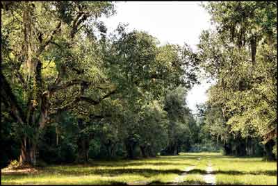 Camp Vere Plantation Avenue of Oaks - Berkeley County, South Carolina
