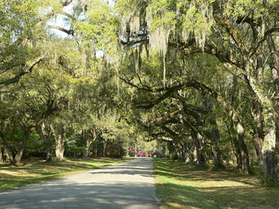 Mepkin Plantation Avenue of Oaks 2012 - Berkeley County, South Carolina