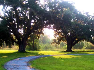 Avenue of Oaks at Middleburg Plantation - Berkeley County, South Carolina