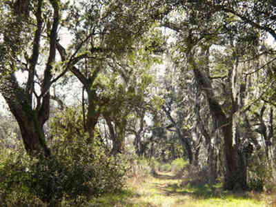 Spring Grove Plantation Avenue of Oaks 2014 - Berkeley County, South Carolina
