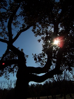 Aeolian Hill Plantation Tree 2010 - Calhoun County, South Carolina