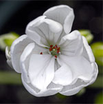 Flower photographs by Virginia Saunders, Columbia, SC.  Please click flower for more info.