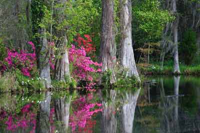 Magnolia Plantation Cypress Swamp - Charleston County, South Carolina