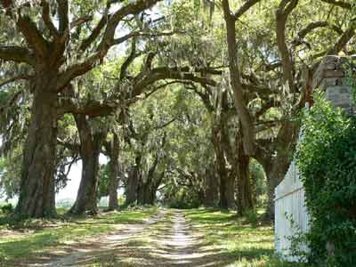 Ravenswood Plantation Oak Avenue - Charleston County, South Carolina