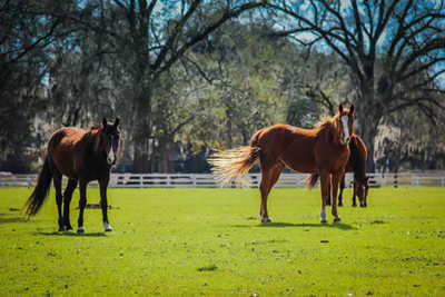 Board House Plantation Horses 2015 - Colleton County, South Carolina