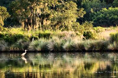 Mary's Island Plantation; Donnelley Wildlife Management Area 2014 - Colleton County, South Carolina