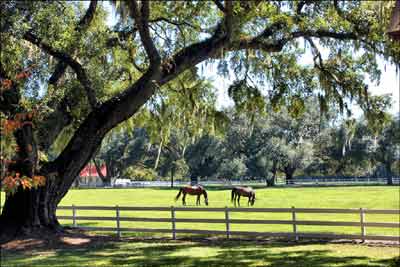 Horses at White Hall Plantation 2011 - Colleton County, South Carolina