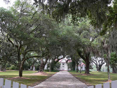White Hall Plantation Avenue of Oaks 2011 - Colleton County, South Carolina