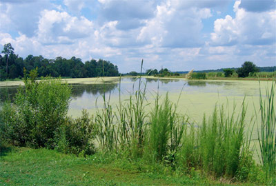 Rice Fields at Middleton Place Plantation - Dorchester County, South Carolina