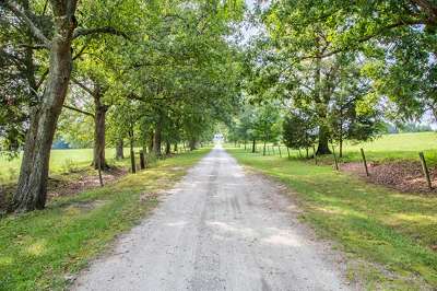 Oaks Plantation Driveway 2015 - Fairfield County, South Carolina