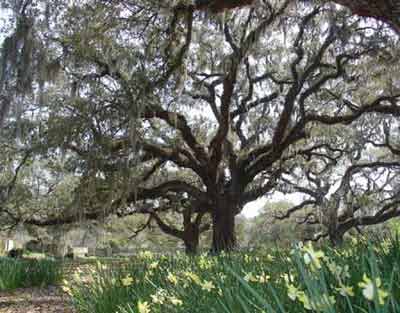 Brookgreen Gardens 2008 - Georgetown County, South Carolina