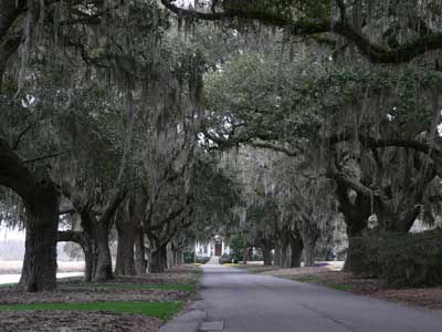 Caledonia Plantation Avenue of Oaks - Georgetown County, South Carolina