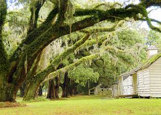 Mansfield Plantation Slave Village 2007 - Georgetown County, South Carolina