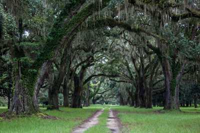 Milldam Plantation Oak Avenue 2014 - Georgetown County, South Carolina
