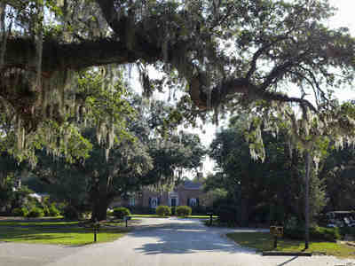 Wedgefield Plantation Avenue of Oaks 2014 - Georgetown County, South Carolina