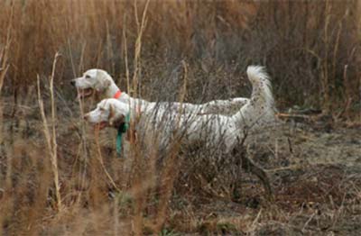 Buckfield Plantation Hunting Dogs 2005 - Hampton County, South Carolina