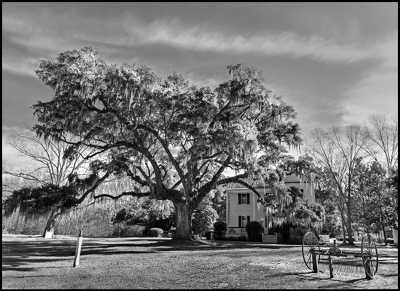 Hill (Frampton) Plantation 2014 - Jasper County, South Carolina