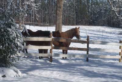 Ivy Gates Plantation - Horses 2010 - McCoormick County, South Carolina