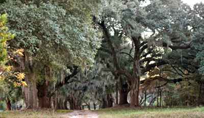 St Julien Plantation 2014 - Orangeburg County, South Carolina